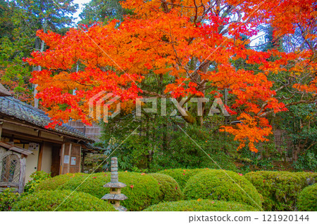 [Kyoto Scenery] Shisendo Temple: A garden dyed red by the autumn sun 121920144