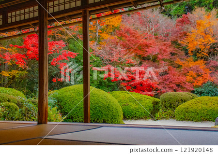 [Kyoto Scenery] Shisendo Temple: A garden dyed red by the autumn sun 121920148