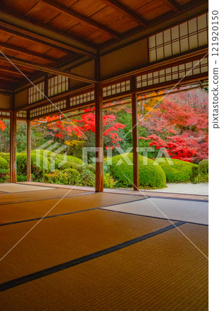 【京都風景】秋日陽光下染紅的紫仙堂庭園 121920150