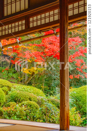 【京都風景】秋日陽光下染紅的紫仙堂庭園 【京都風景】秋日陽光下染紅的紫仙堂庭園 121920153