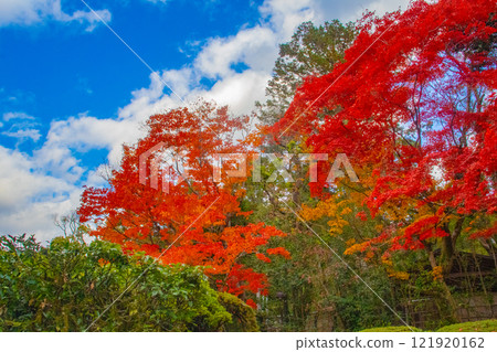 [Kyoto Scenery] Shisendo Temple: A garden dyed red by the autumn sun 121920162