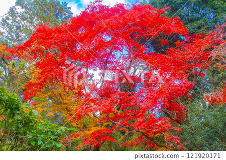 [Kyoto Scenery] Shisendo Temple: A garden dyed red by the autumn sun 121920171