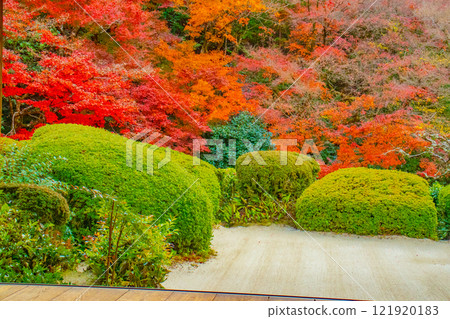 【京都風景】秋日陽光下染紅的紫仙堂庭園 121920183