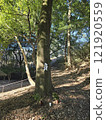 白石神樹 121920559