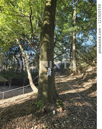 白石神樹 121920559