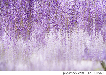 Wisteria 194 Wisteria 194 121920560