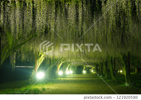 Wisteria 353 Wisteria 353 121920580