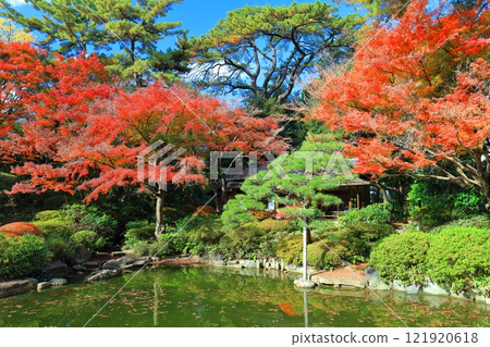 [Tokyo] A symmetrical teahouse and autumn leaves in the Japanese garden at the Tokyo Metropolitan Teien Art Museum 121920618