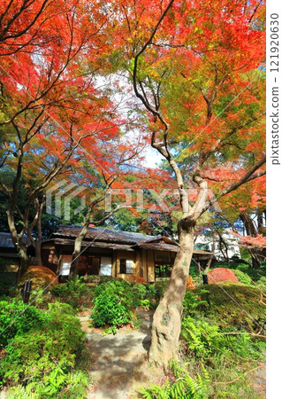 [東京] 東京都庭園美術館日本庭園的茶室與秋葉 121920630