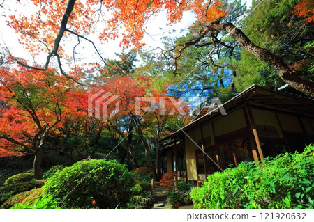 [Tokyo] Teahouse and autumn leaves in the Japanese garden at the Tokyo Metropolitan Teien Art Museum 121920632
