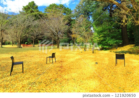 [Tokyo] Ginkgo carpet in the Western garden at the Tokyo Metropolitan Teien Art Museum 121920650