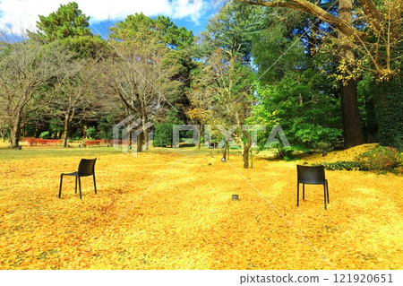 [Tokyo] Ginkgo carpet in the Western garden at the Tokyo Metropolitan Teien Art Museum 121920651