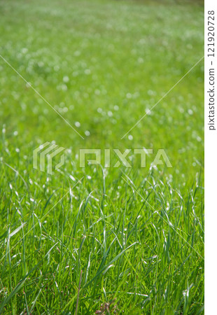 Grassland sparkling with morning dew Grassland sparkling with morning dew 121920728