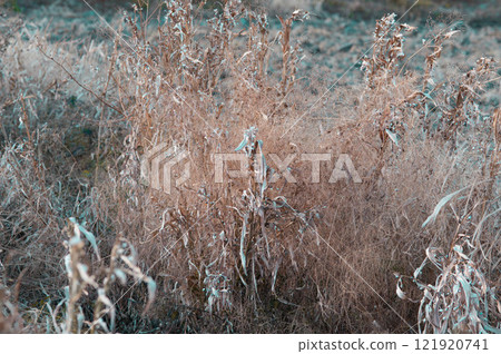 Winter dead grass (teal & orange) Winter dead grass (teal & orange) 121920741