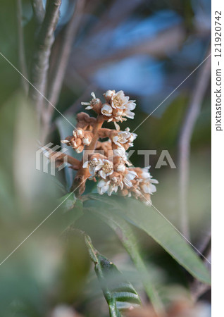 White loquat flower 121920742