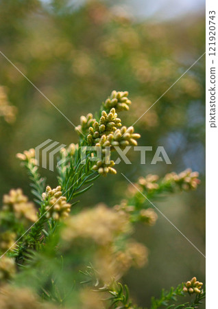 Yellow flowers blooming Cedar pollen Yellow flowers blooming Cedar pollen 121920743