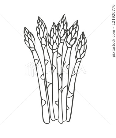 Asparagus hand drawing, simple stylized sketch, contour drawing isolated on white background. Asparagus hand drawing, simple stylized sketch, contour drawing isolated on white background. 121920776