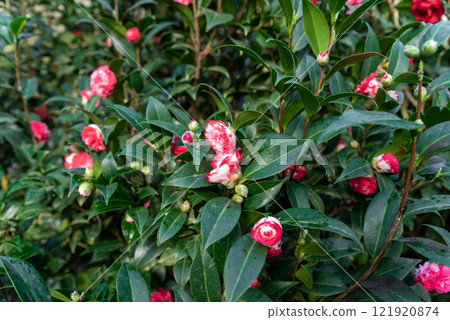 Close-up of red and white camellia flowers with glossy green leaves, captured on a bush in a natural garden setting Close-up of red and white camellia flowers with glossy green leaves, captured on a bush in a natural garden setting 121920874