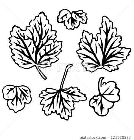 Currant leaf in doodle style. Vector illustration isolated on white background. Currant leaf in doodle style. Vector illustration isolated on white background. 121920883