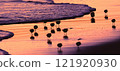 A flock of waterfowl visiting the sea at dawn 121920930