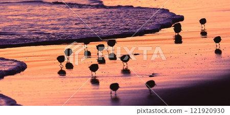 A flock of waterfowl visiting the sea at dawn 121920930