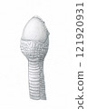 Snake swallowing an egg 121920931