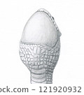 Snake head swallowing an egg 121920932