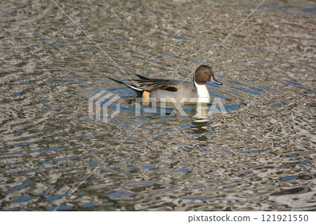 A pintail duck flying into the moat of Nagoya Castle 121921550