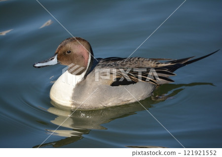 A pintail duck flying into the moat of Nagoya Castle A pintail duck flying into the moat of Nagoya Castle 121921552