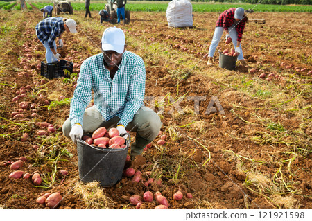 Man agriculturist gathering potatoes from ground 121921598