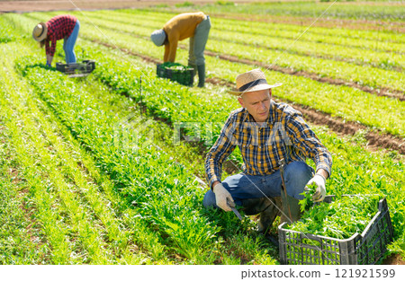Farmer picking arugula at leaf greens farm 121921599