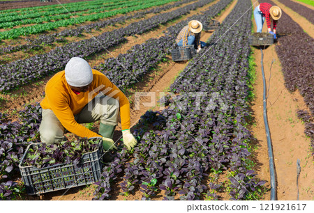 Hired employee harvesting red spinach in garden 121921617