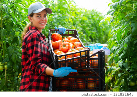 Woman farmer with tomato harvest in greenhouse 121921643