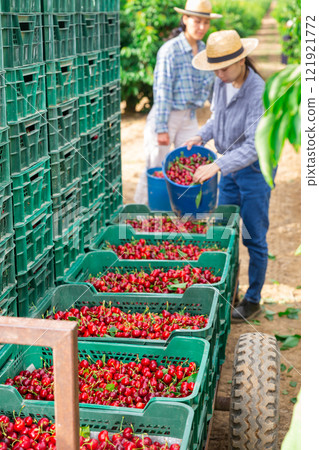 Women with cherry crates 121921772