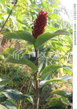 Crepe ginger or Cheilocostus speciosus flower plant 121921795