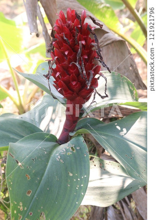 Crepe ginger or Cheilocostus speciosus flower plant 121921796