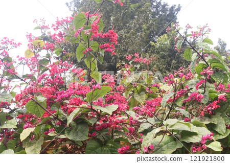 Flaming Glorybower flower and ornamental plant Flaming Glorybower flower and ornamental plant 121921800