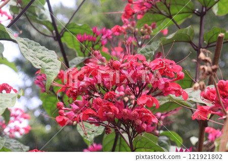 Flaming Glorybower flower and ornamental plant Flaming Glorybower flower and ornamental plant 121921802