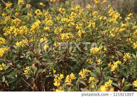 Galphimia gracilis flower plant on farm Galphimia gracilis flower plant on farm 121921807