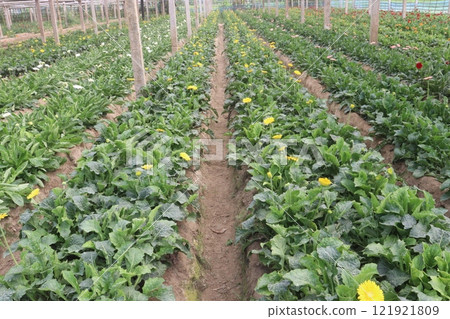 red colored gerbera flower plant on farm 121921809