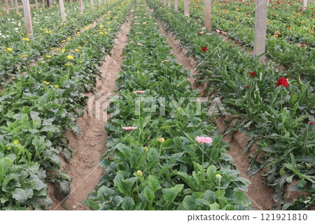 red colored gerbera flower plant on farm 121921810
