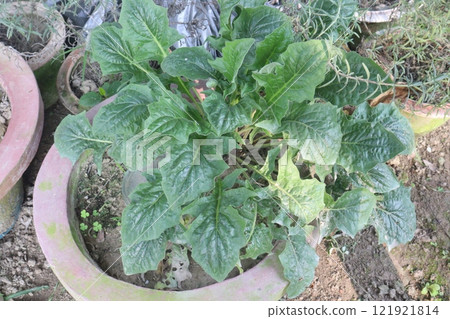 red colored gerbera flower plant on farm 121921814