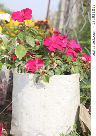 Impatiens flower plant on nursery for sell Impatiens flower plant on nursery for sell 121921815