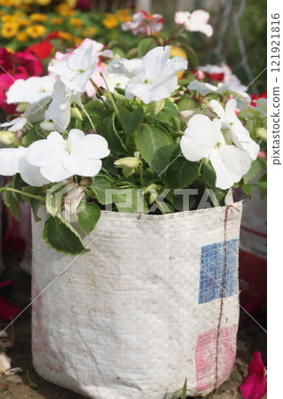 Impatiens flower plant on nursery for sell Impatiens flower plant on nursery for sell 121921816