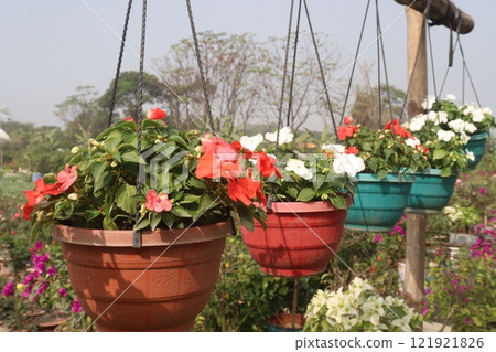 Impatiens flower plant on nursery for sell Impatiens flower plant on nursery for sell 121921826