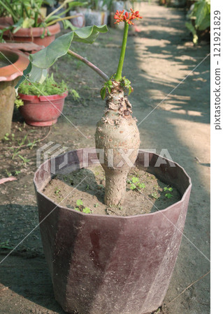 Jatropha podagrica or Buddha Belly plant 121921829
