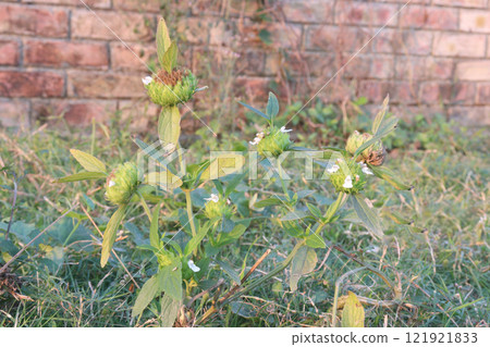 Leucas aspera medicinal plant on farm Leucas aspera medicinal plant on farm 121921833