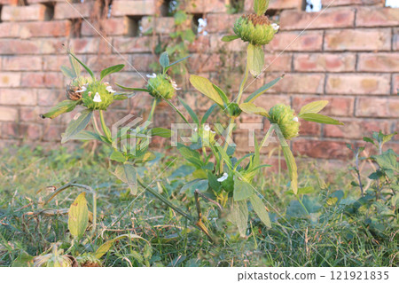 Leucas aspera medicinal plant on farm 121921835