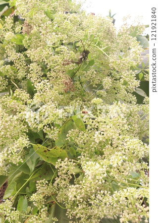 Mikania micrantha medicinal and flower plant Mikania micrantha medicinal and flower plant 121921840