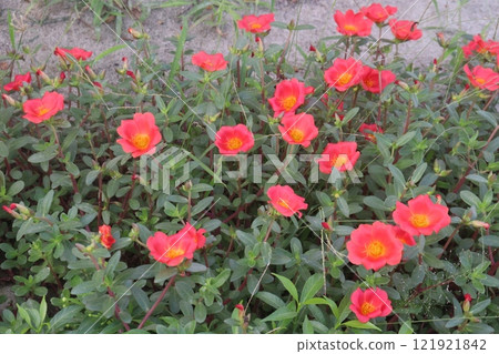 Moss-rose purslane flower plant on farm 121921842